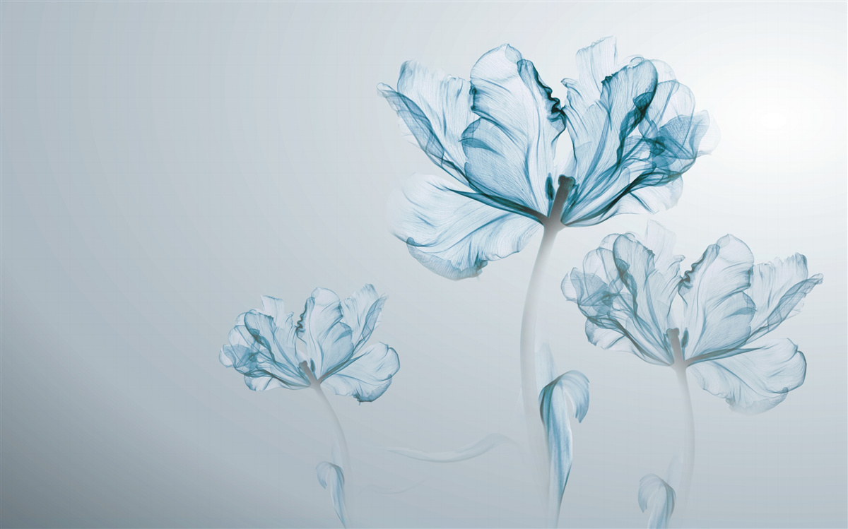 Fotobehang blauwe bloemen met transparantie