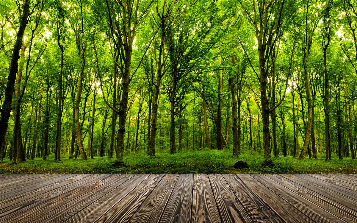 Fotobehang groen bos, slank en rijk, verlicht door zonnestralen