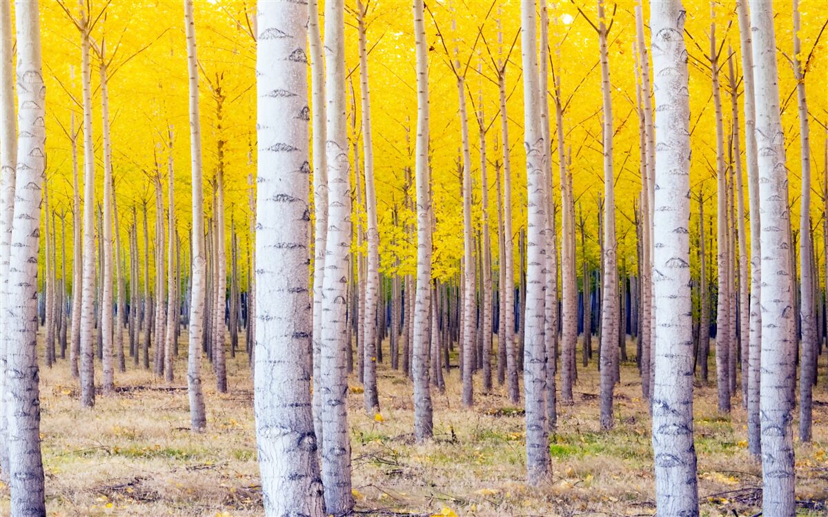 Fotobehang felgele kleuren lichten op in het berkenbos
