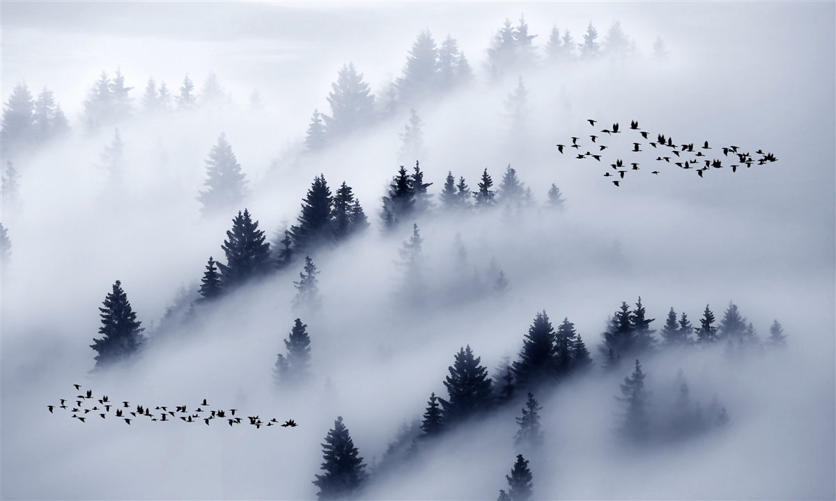 Fotobehang het naaldbos is gehuld in een dichte mist
