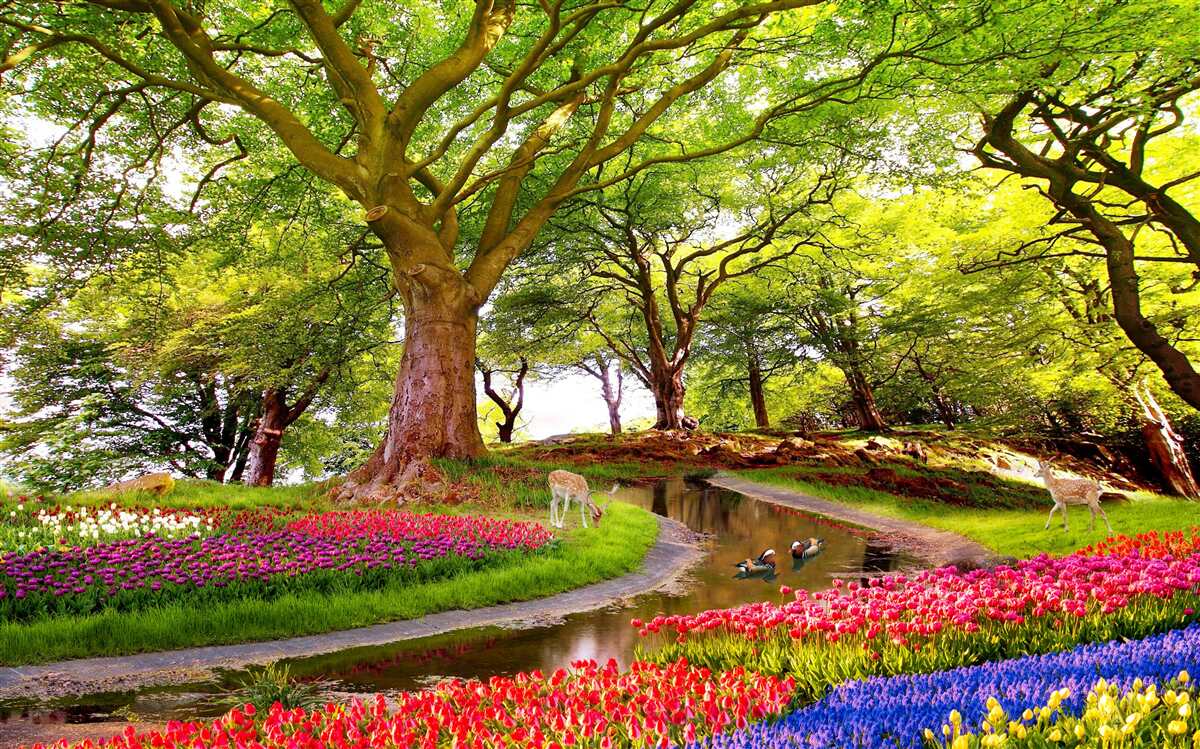 Fotobehang verscheidenheid aan zomertinten in de diepte van het bos