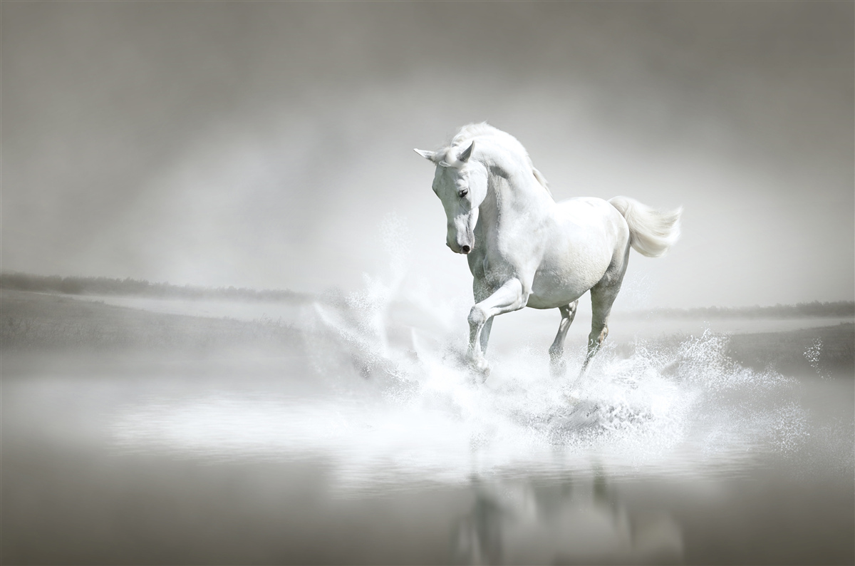 Fotobehang het luide gebrul van een sneeuwwit paard dat met zijn voeten tegen het vocht trommelt