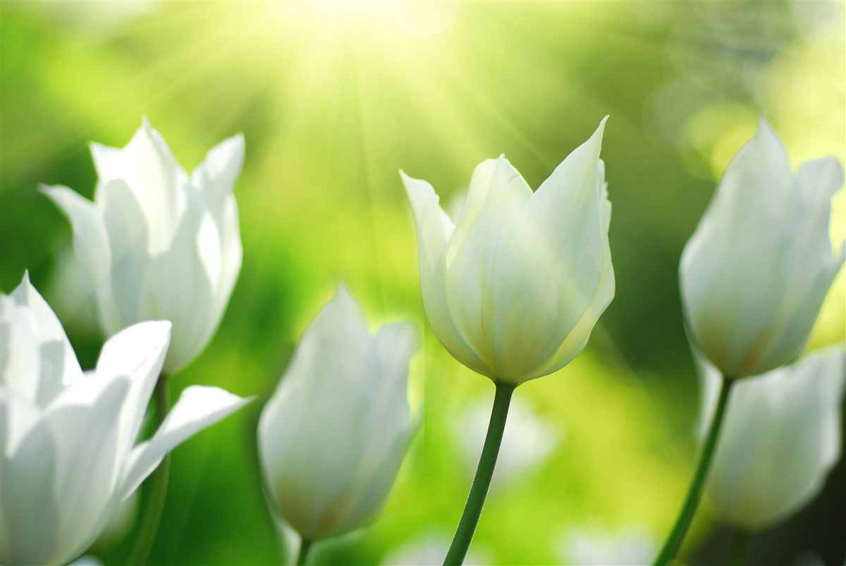 Fotobehang Sneeuwwitte tulpen onder de zon