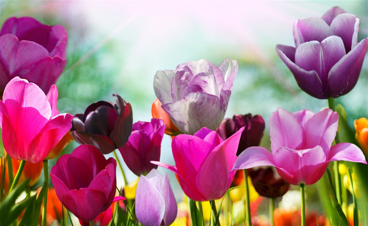 Fotobehang tulpen in verschillende kleuren