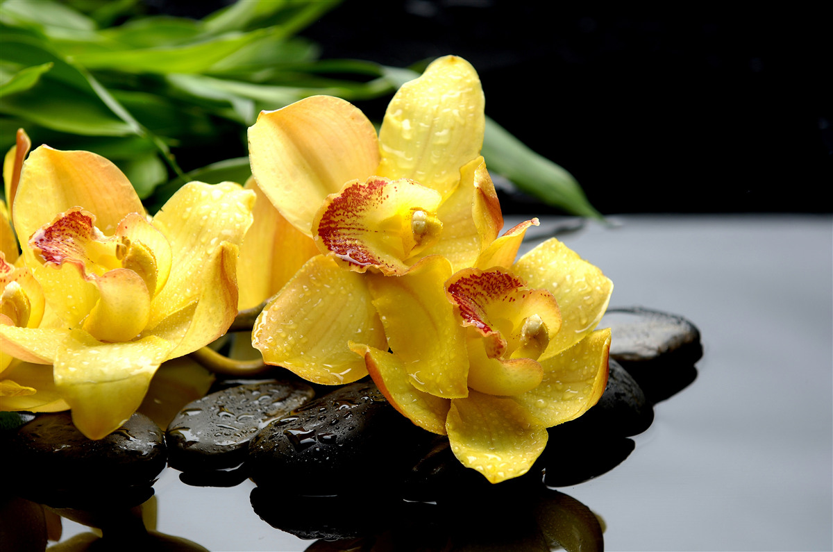 Fotobehang boeket van delicate gele orchideeën
