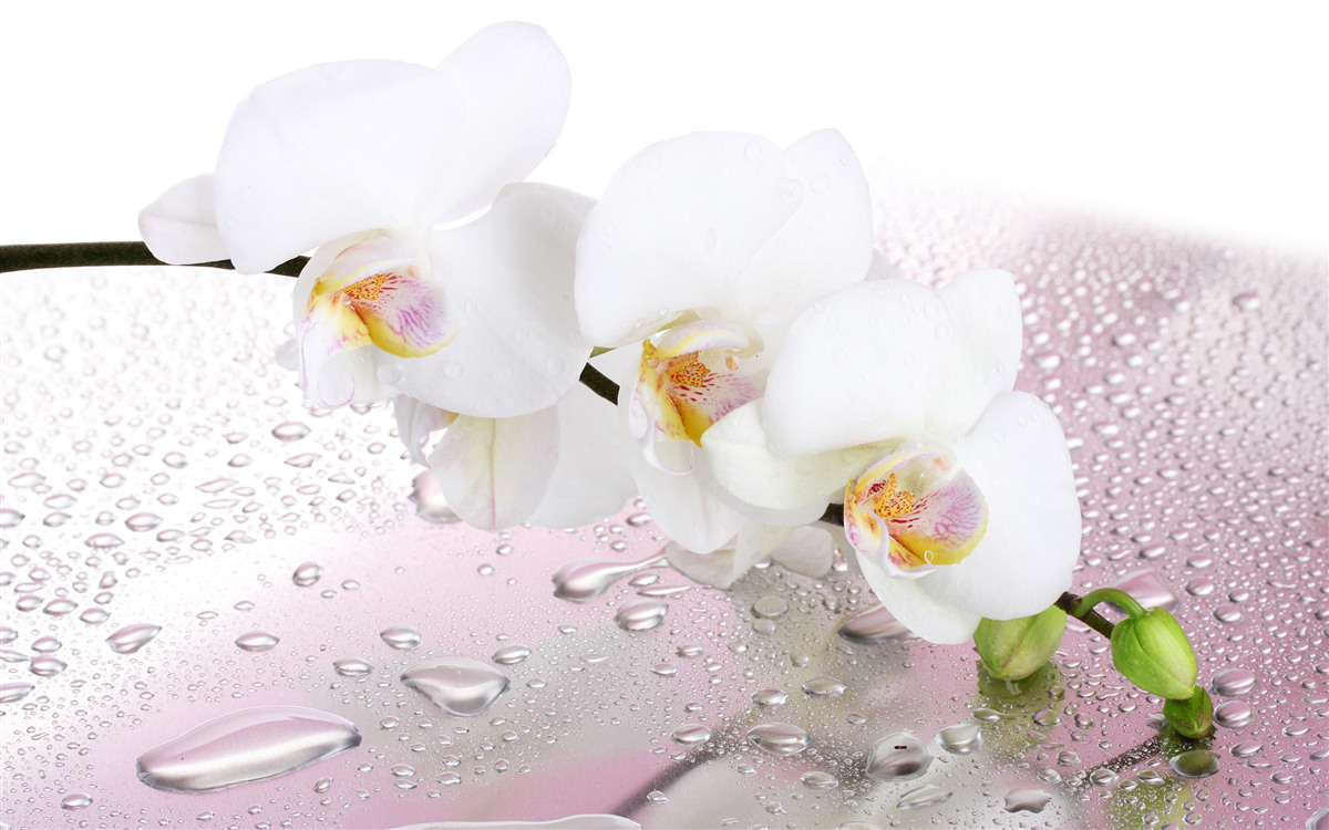 Fotobehang natte witte orchideeëntak versierd met waterdruppels