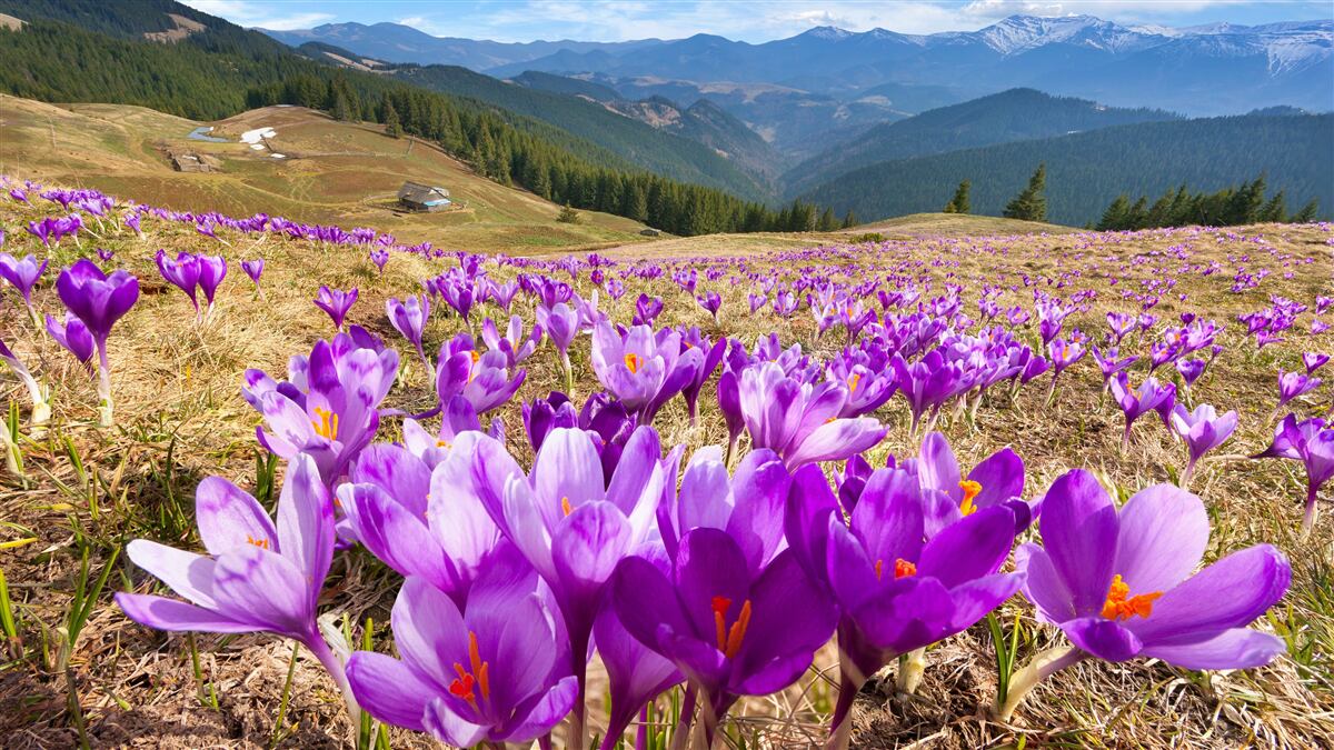 Fotobehang bergkrokussen zijn paars