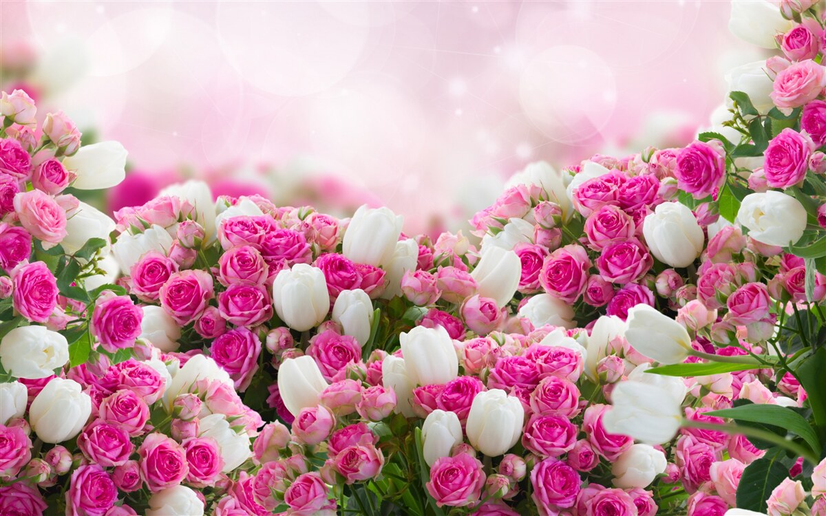 Fotobehang roze rozen en witte tulpen