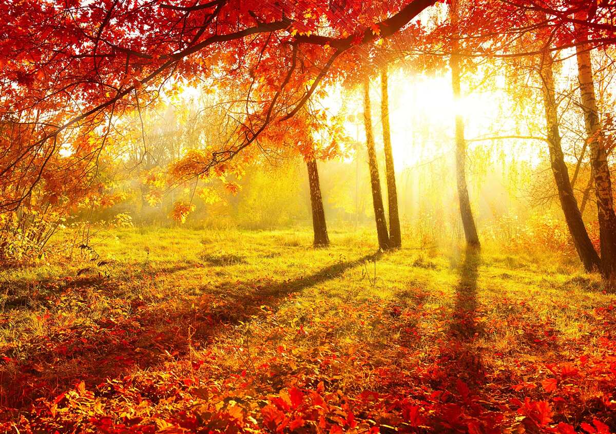 Fotobehang koude zonnestralen prikken door de herfstmist