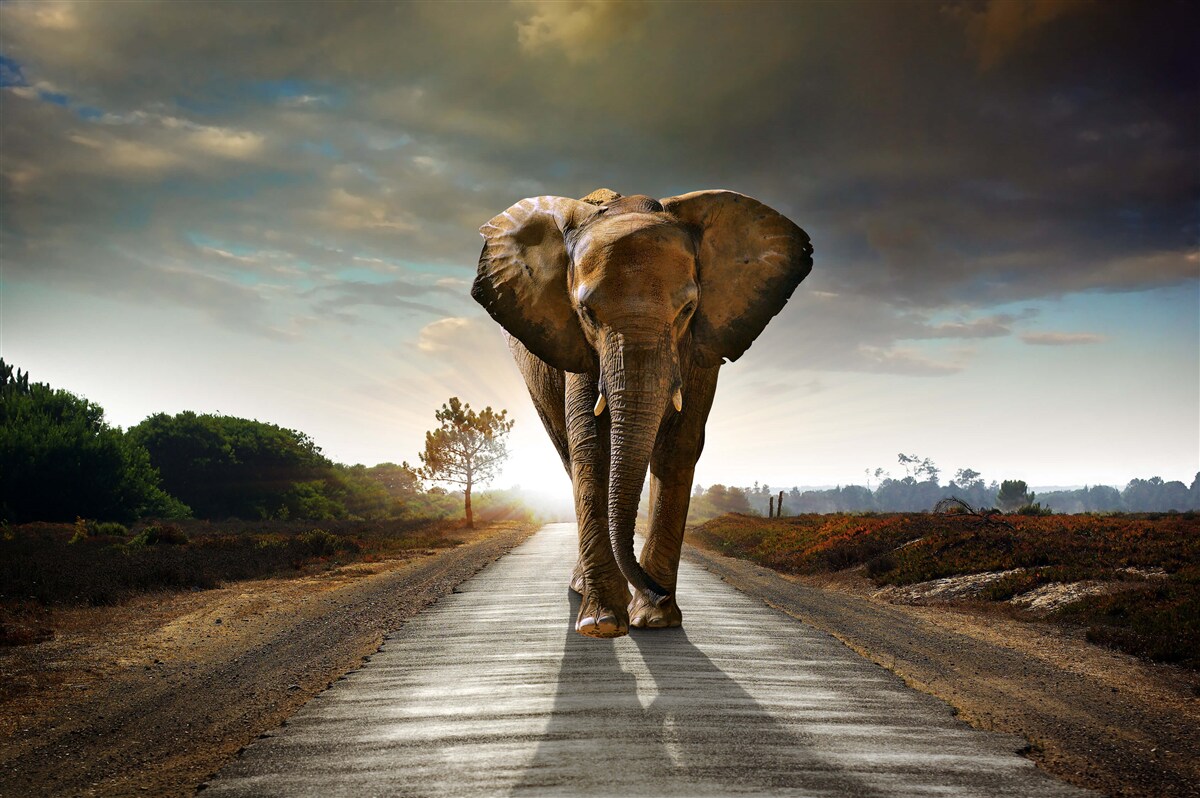 Fotobehang de reis van de olifant gaat verder