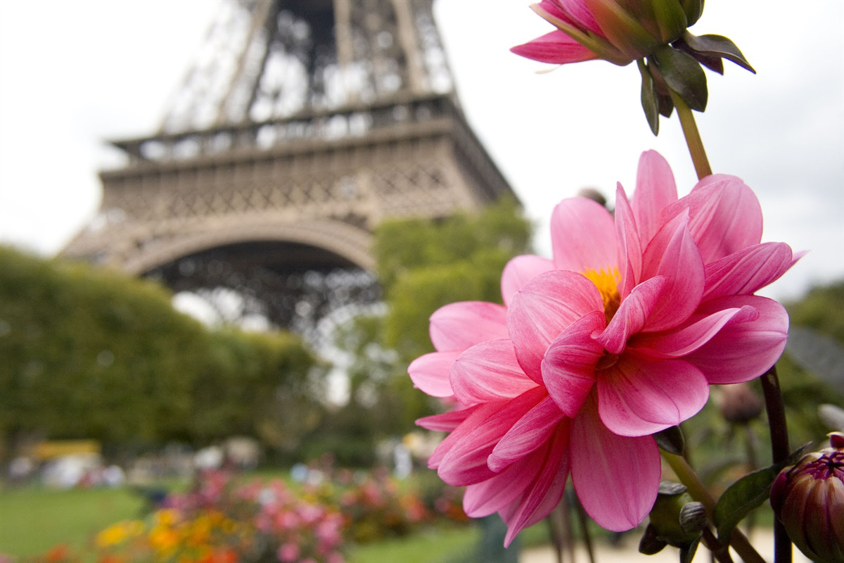 Fotobehang oogverblindende, weelderige bloemen in de Franse hoofdstad