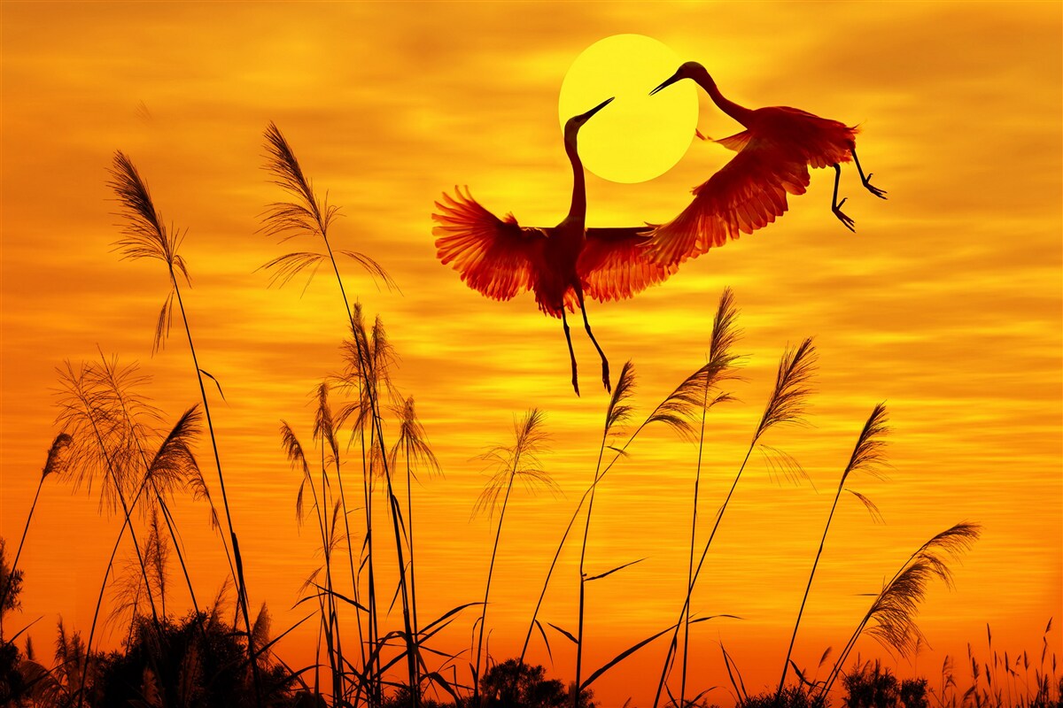 Fotobehang zonsondergang wordt vergezeld door een zwerm kraanvogels