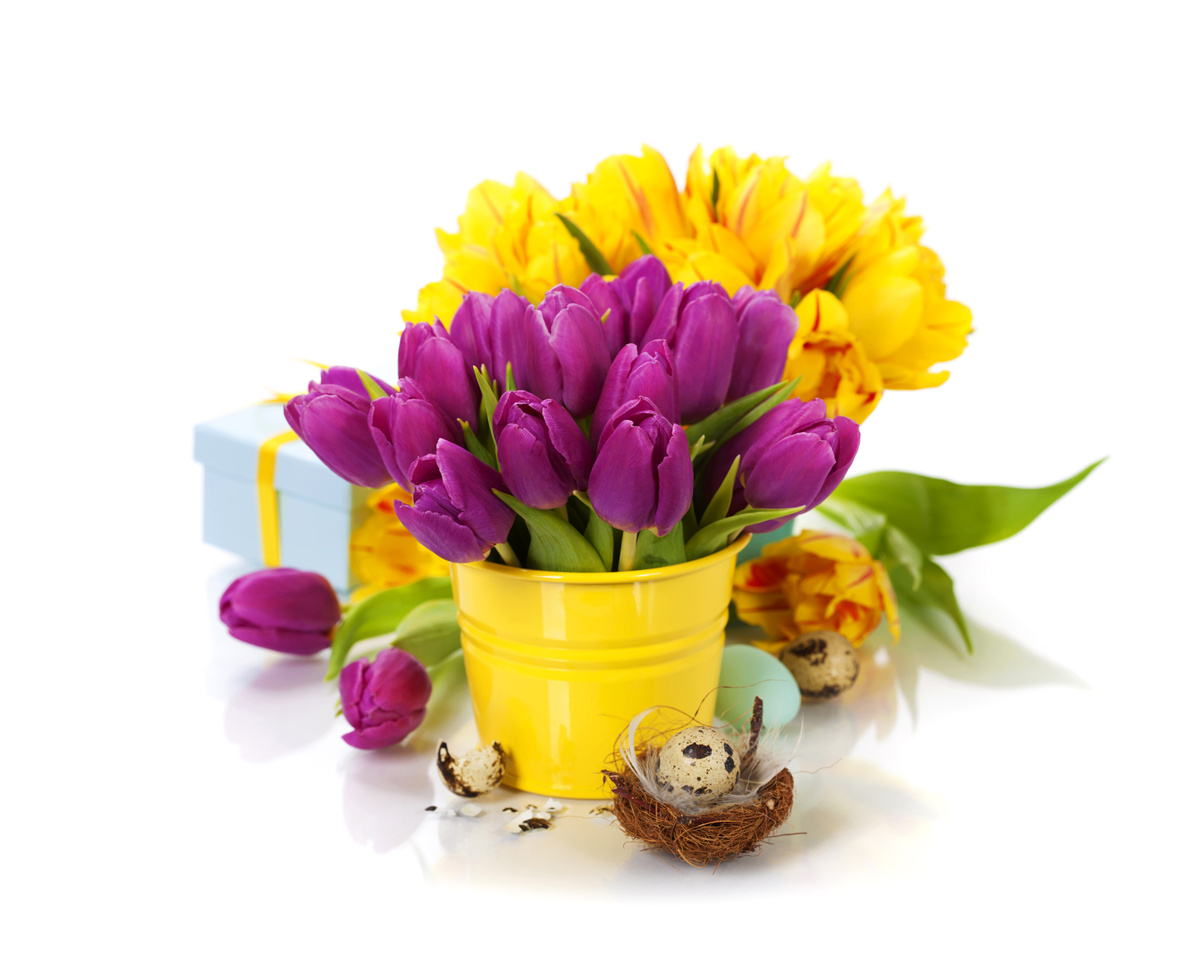 Fotobehang set paarse tulpen
