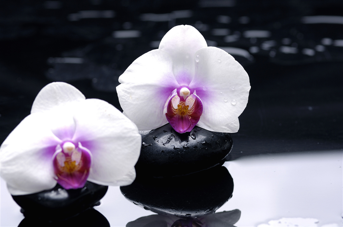 Fotobehang Sneeuwwitte orchidee op zwarte blokken