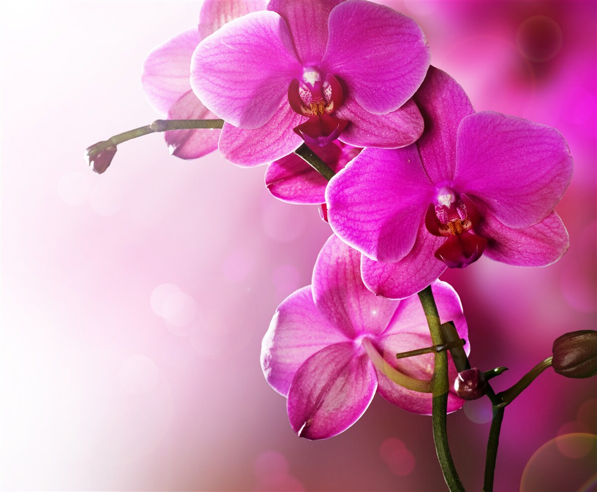 Fotobehang orchideeën en seringknop