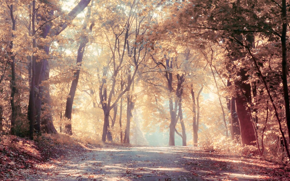 Fotobehang herfstpad gehuld in lichte mist