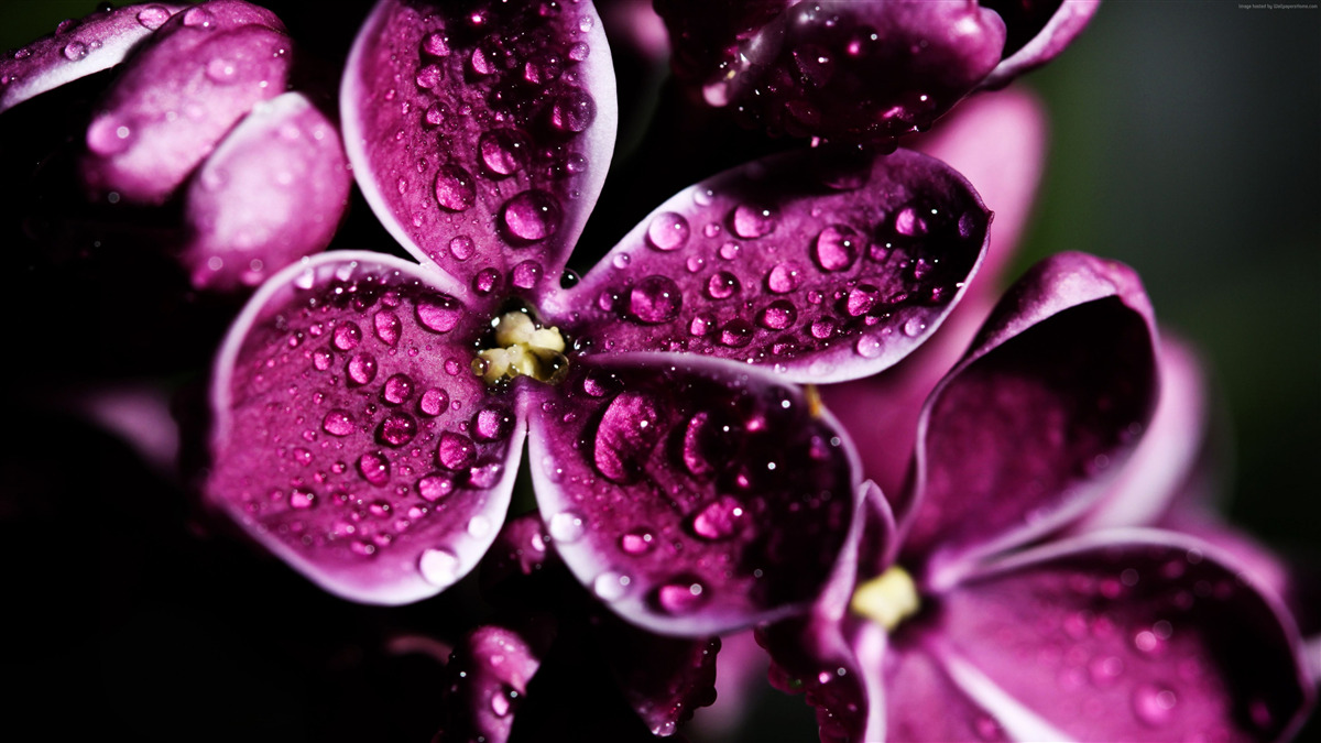 Fotobehang kleine druppeltjes op bloemen met een lichtpaarse tint