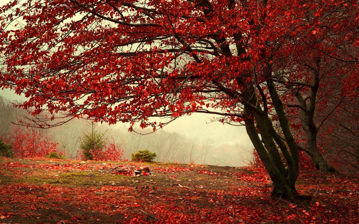 Fotobehang mistige ochtend van een herfstbos met bordeaurode tinten