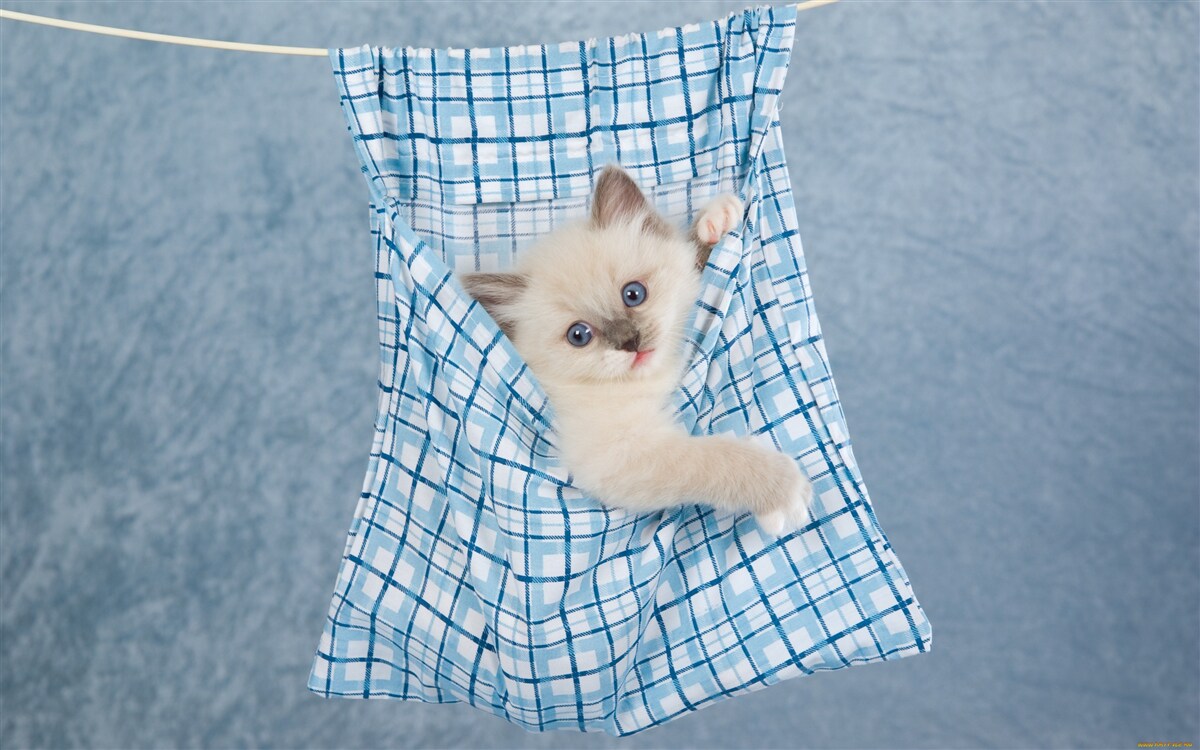 Fotobehang tas bleek een val voor een Siamese kat te zijn