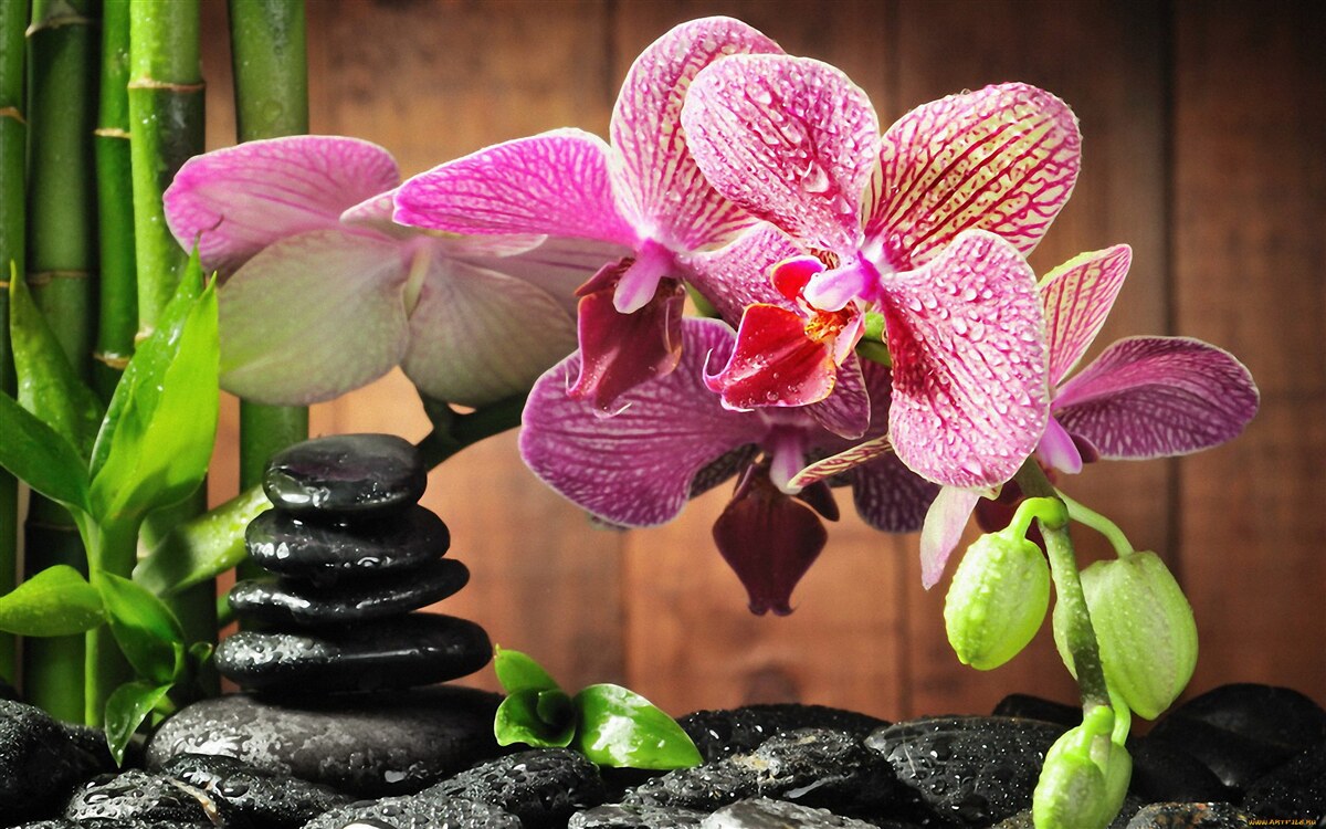 Fotobehang karmozijnrode orchidee tussen de stenen