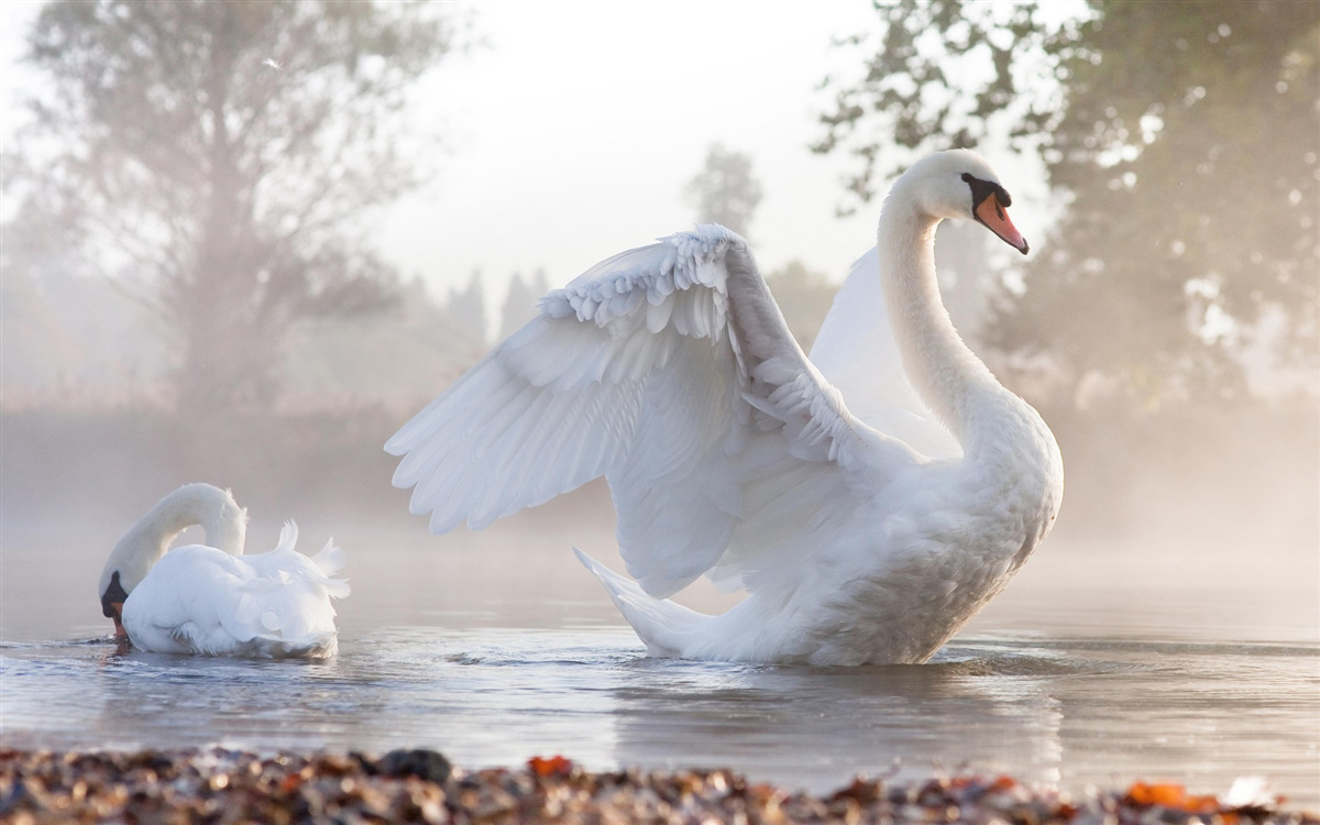 Fotobehang majestueuze sneeuwwitte zwaan drijvend op water