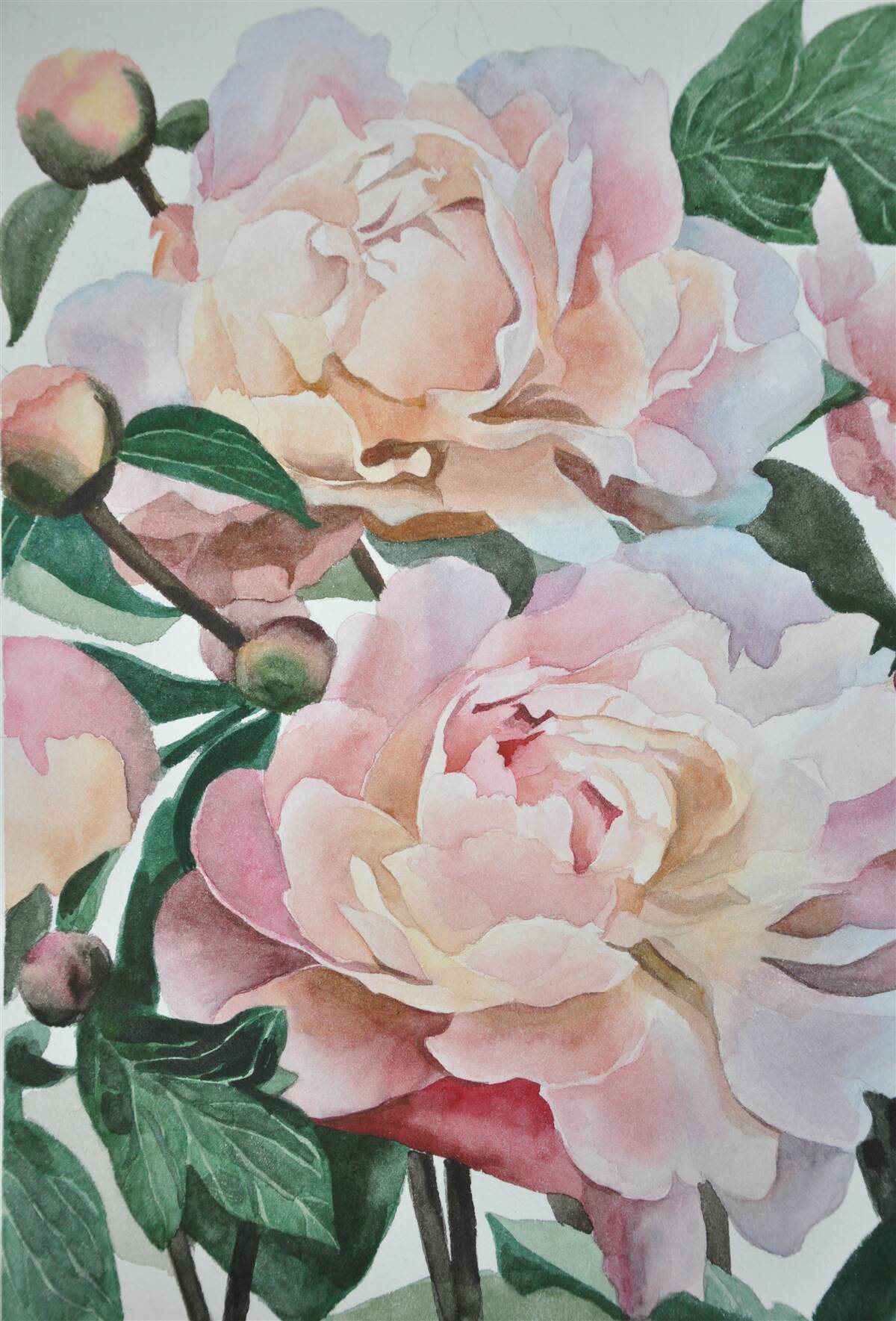 Fotobehang pioenrozen geschilderd in aquarel