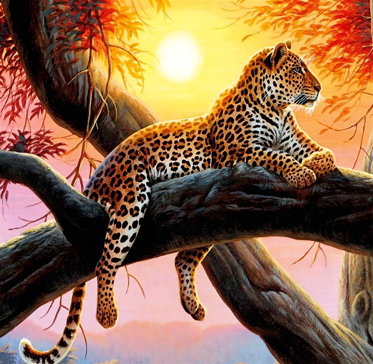 Fotobehang luipaard ontspant bij zonsopgang