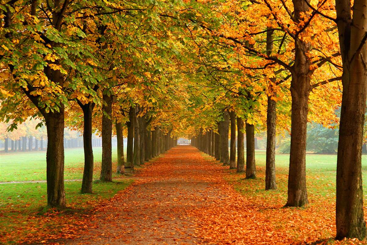 Fotobehang eindeloos herfstpad