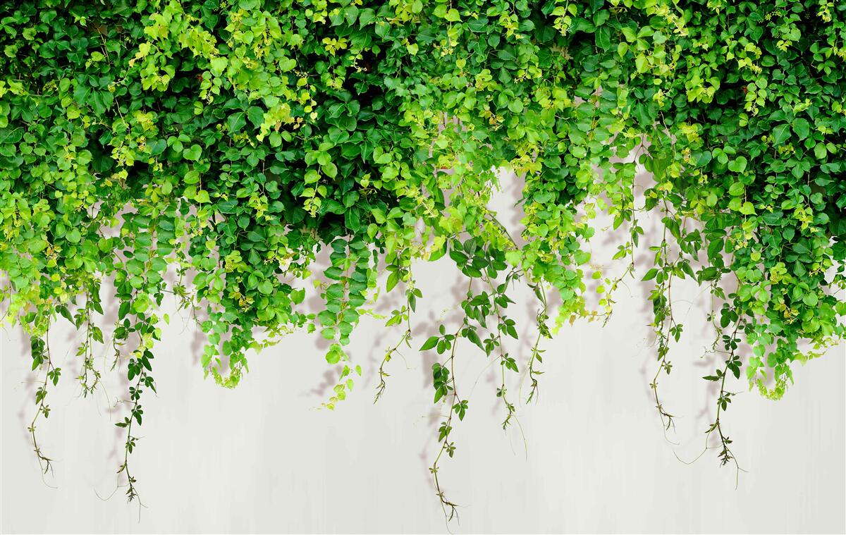 Fotobehang de hangplanten zijn lichtgroen