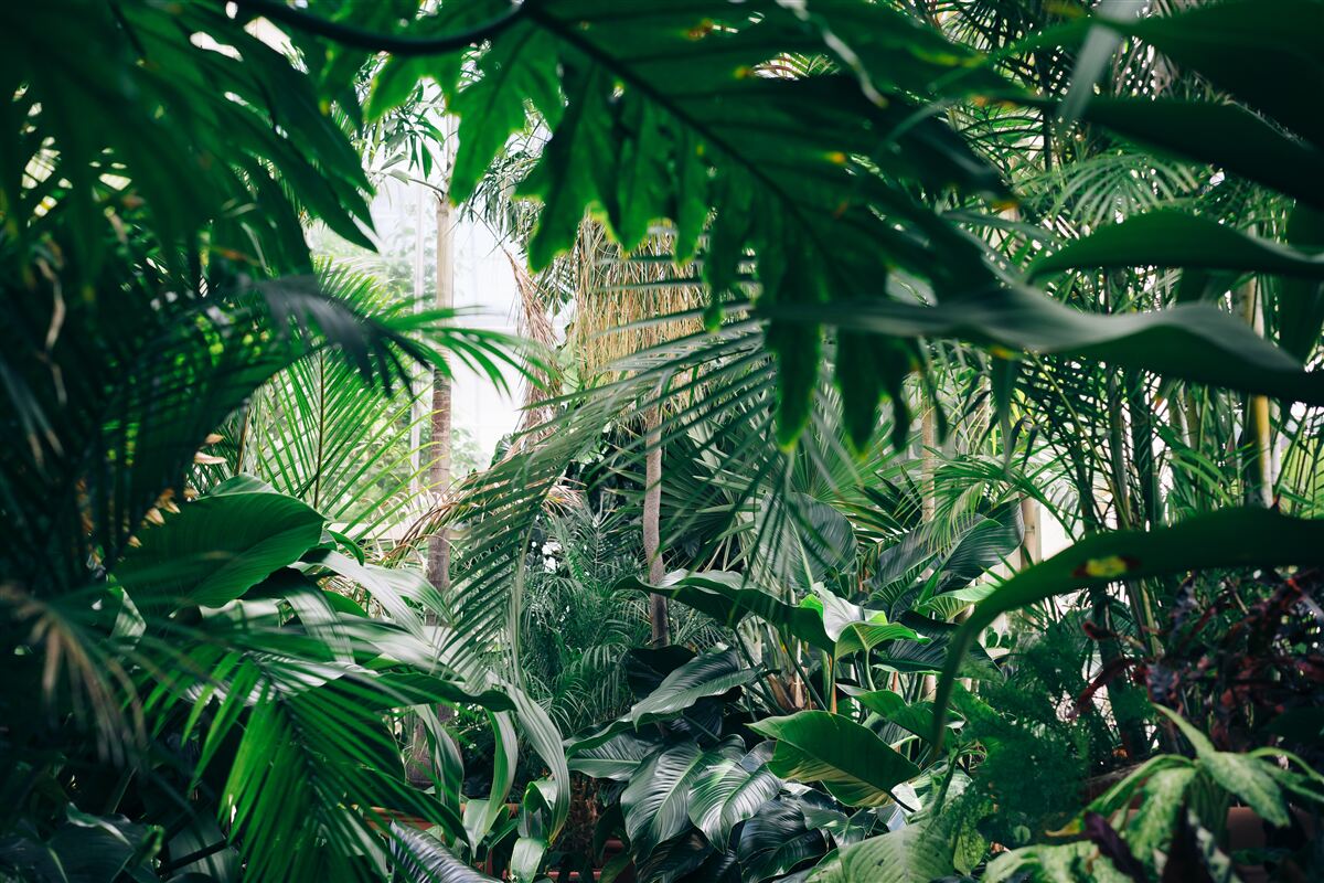 Fotobehang de groene jungle wordt verlicht door licht