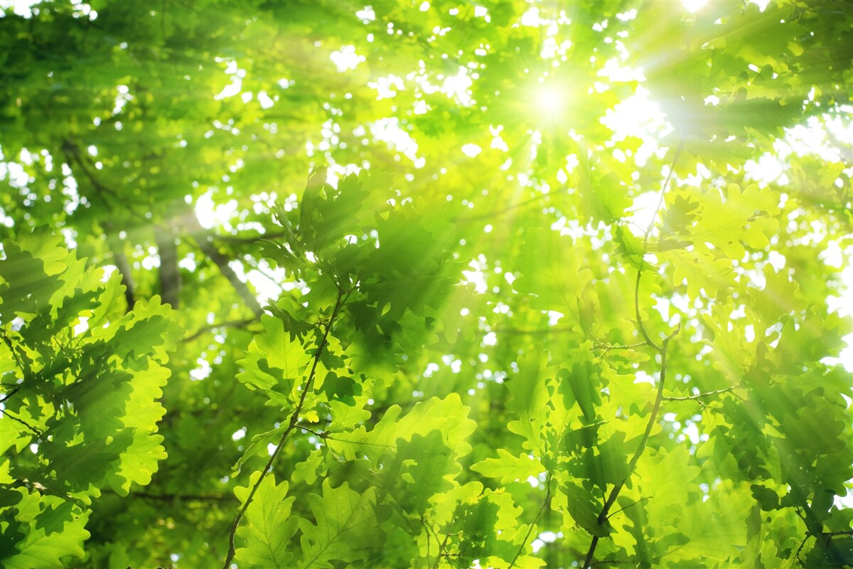 Fotobehang zonnestralen schijnen door het groene struikgewas