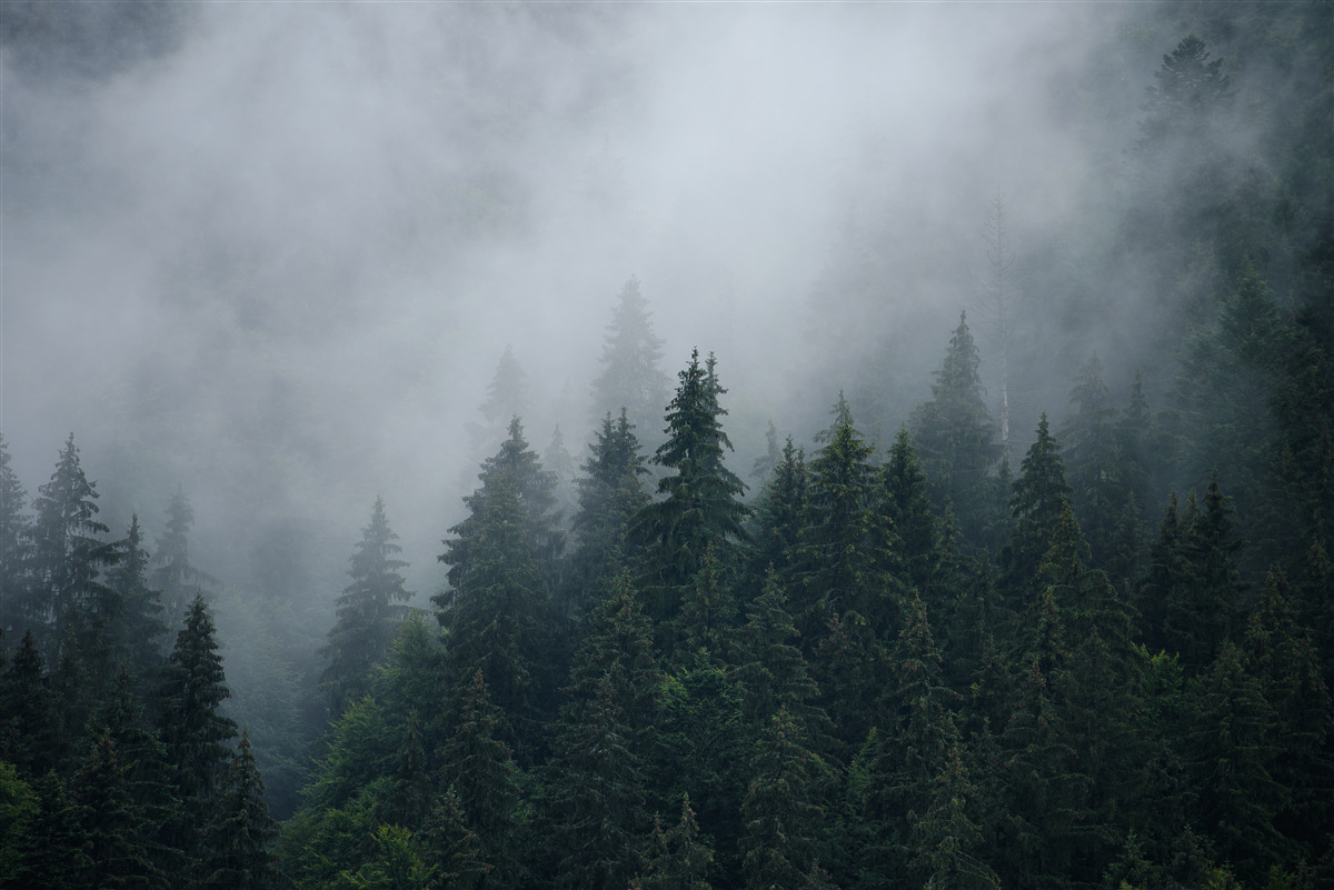 Fotobehang mist daalt neer op een bosje sparrenbomen