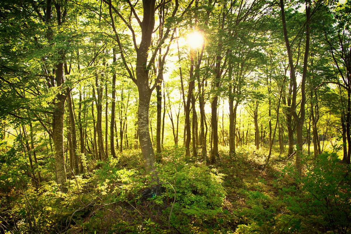 Fotobehang zonlicht verlicht het espenbos