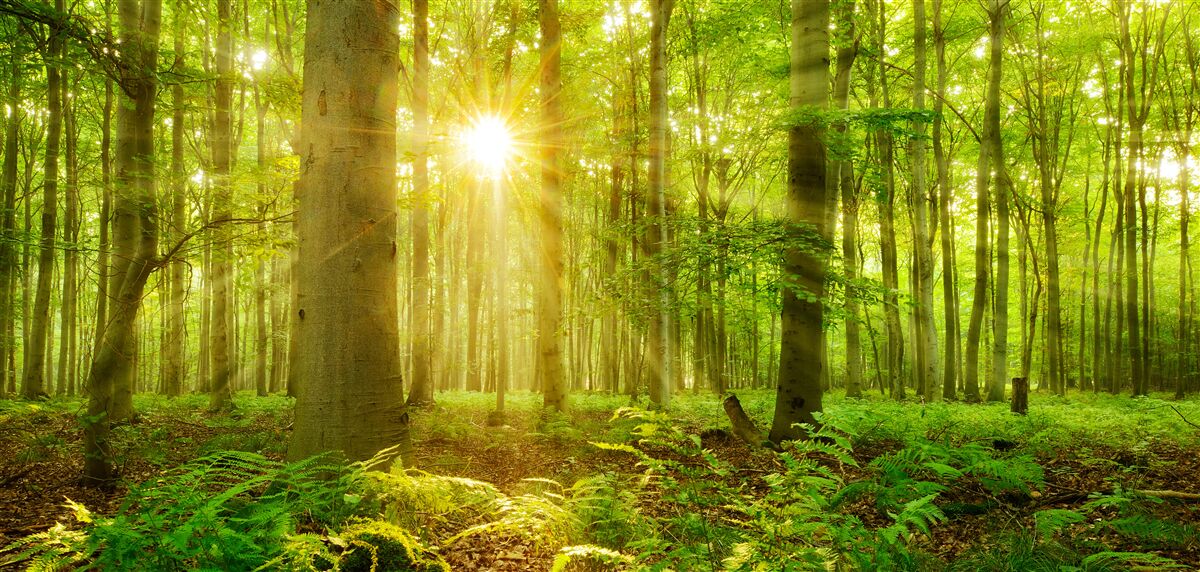 Fotobehang het bos komt tot leven in de ochtendzon