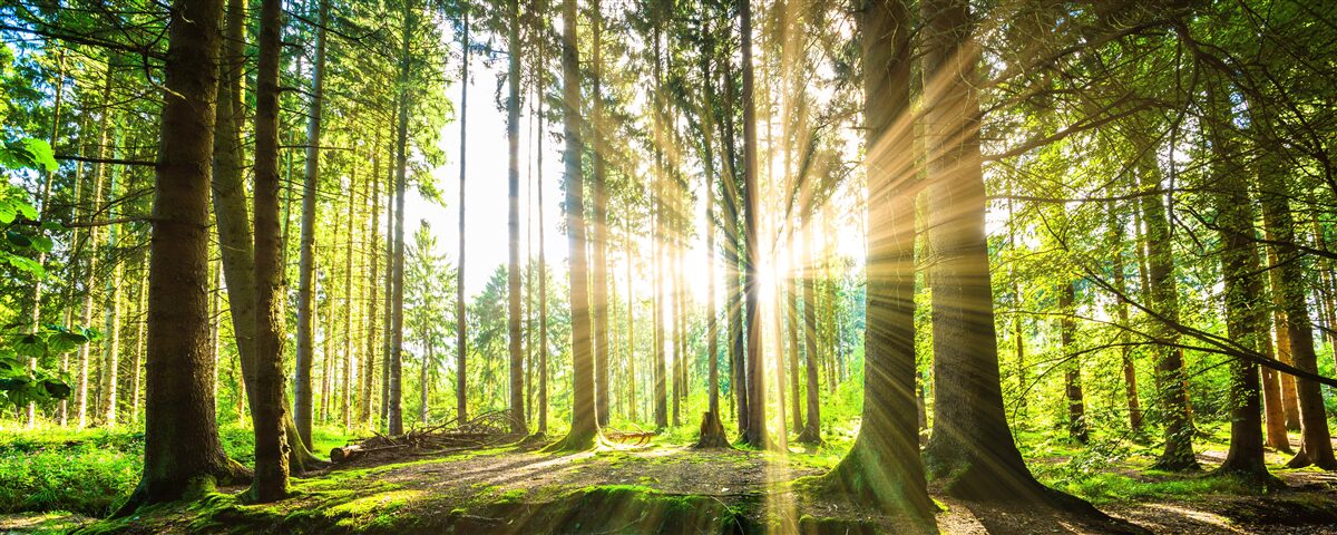 Fotobehang de zonnestralen dringen door tussen de hoge bomen