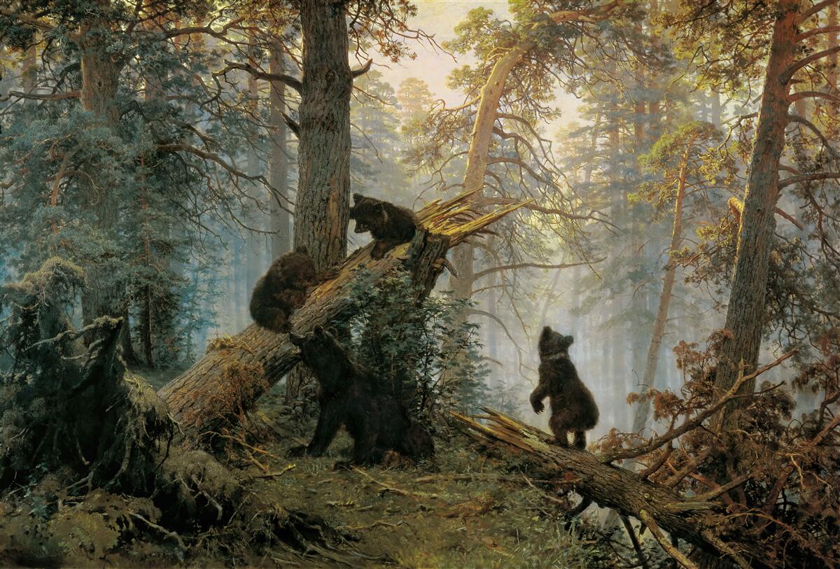 Fotobehang Dageraad in een bos waar dennen koning zijn