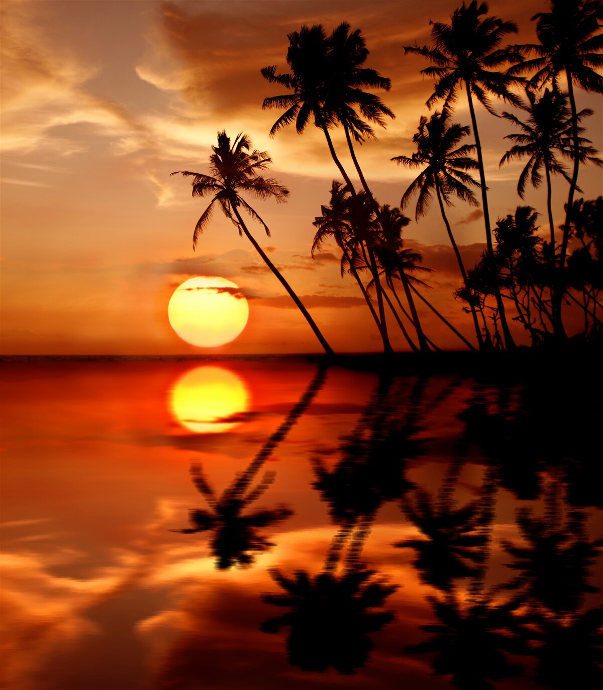 Fotobehang zonsondergang tegen een achtergrond van palmbomen
