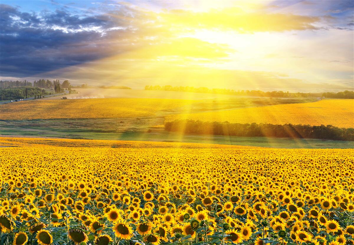 Fotobehang de zon staat vol helderheid boven een veld met weelderige zonnebloemen