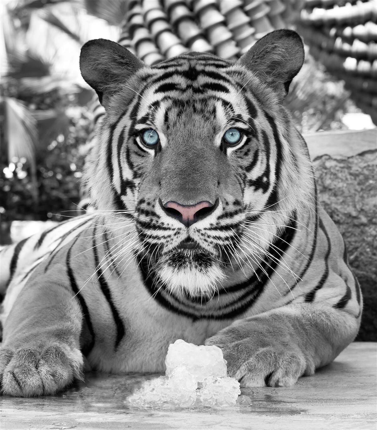 Fotobehang zwart-witte tijger met prachtige blauwe ogen