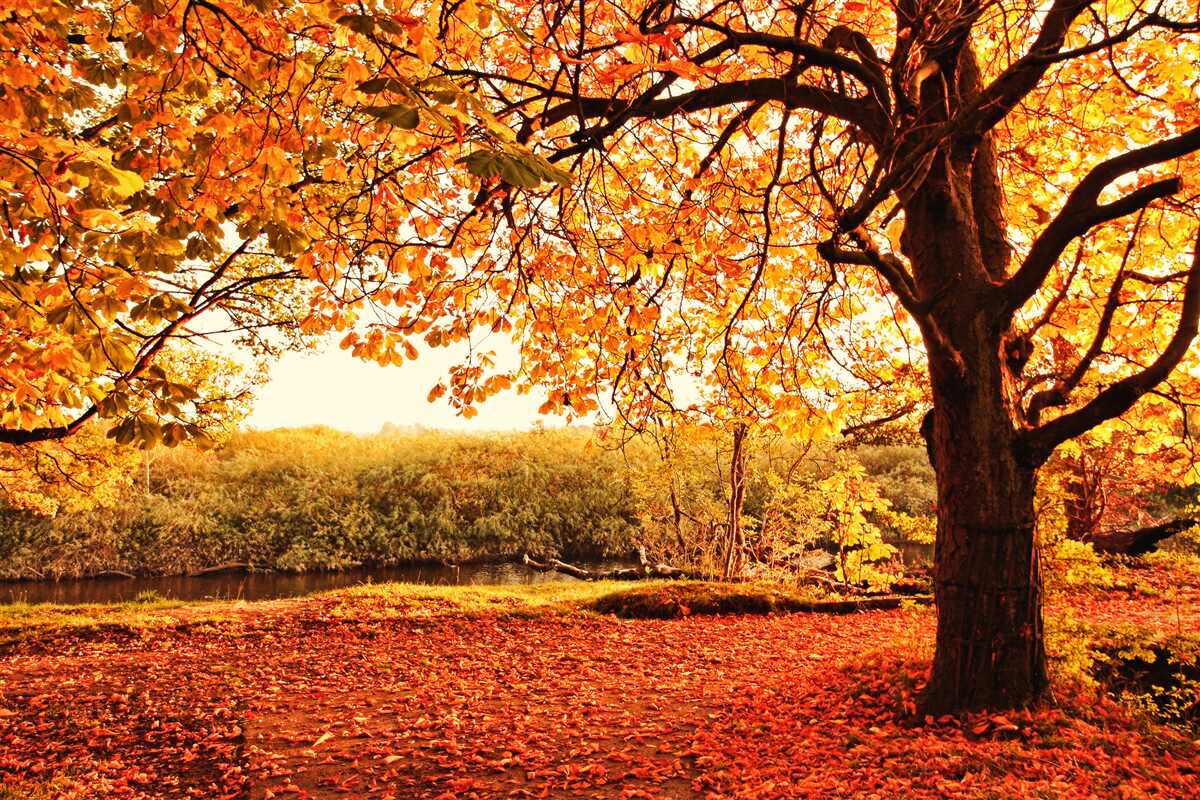 Fotobehang de oogverblindende schoonheid van het bos in de zonnige herfst