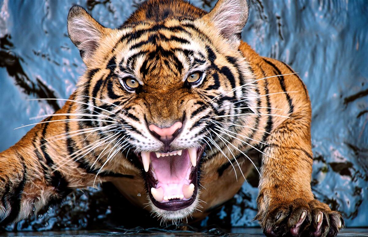 Fotobehang tijger brult van woede