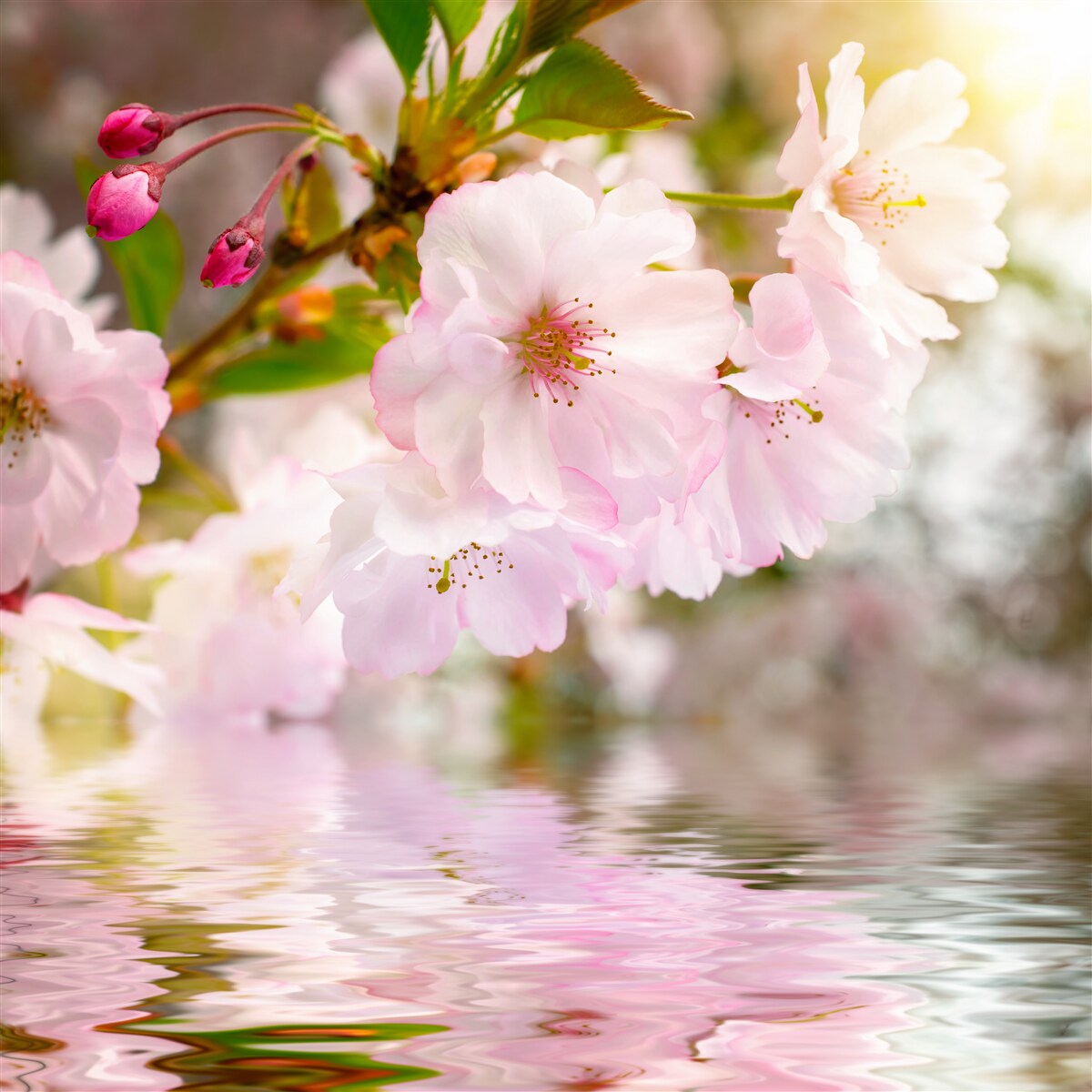 Fotobehang takken van kersenbomen met roze bloesems hangen over het water