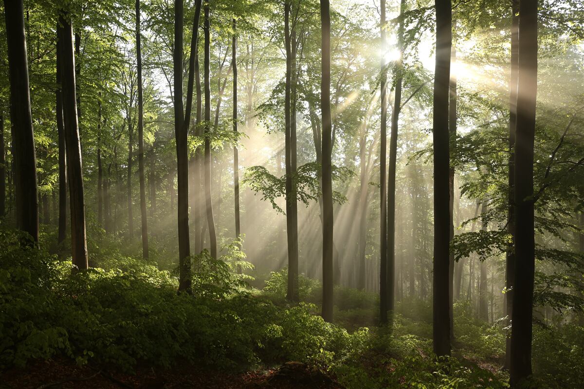 Fotobehang zonnestralen dringen door de mist in het bos