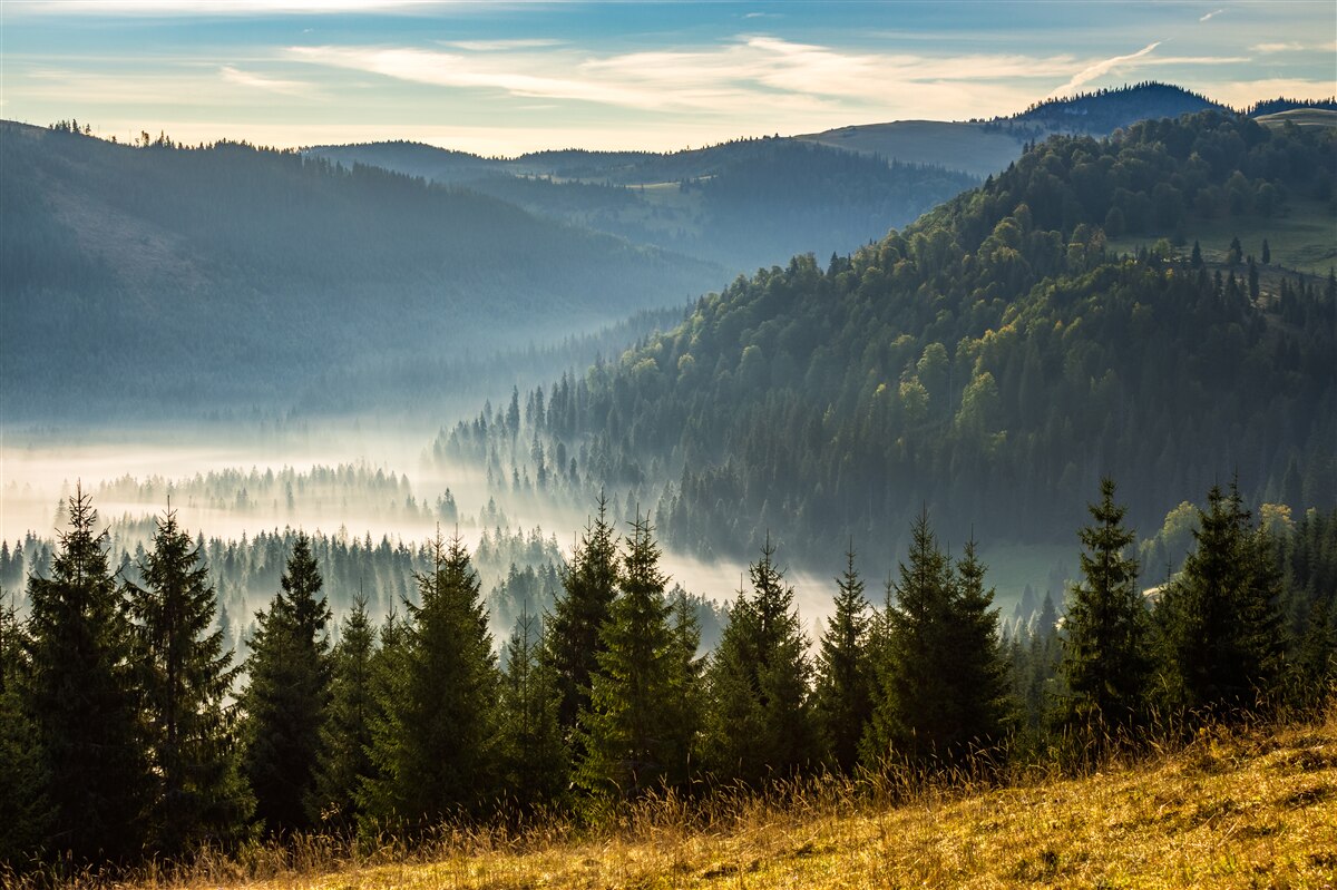 Fotobehang het dichte herfstbos is gehuld in dikkere mist