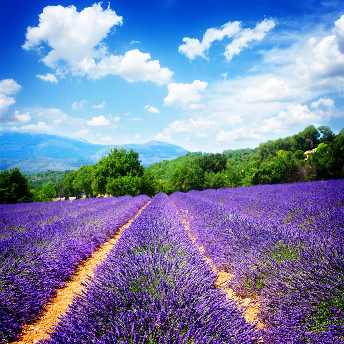 Fotobehang eindeloze stukken zachte lavendel