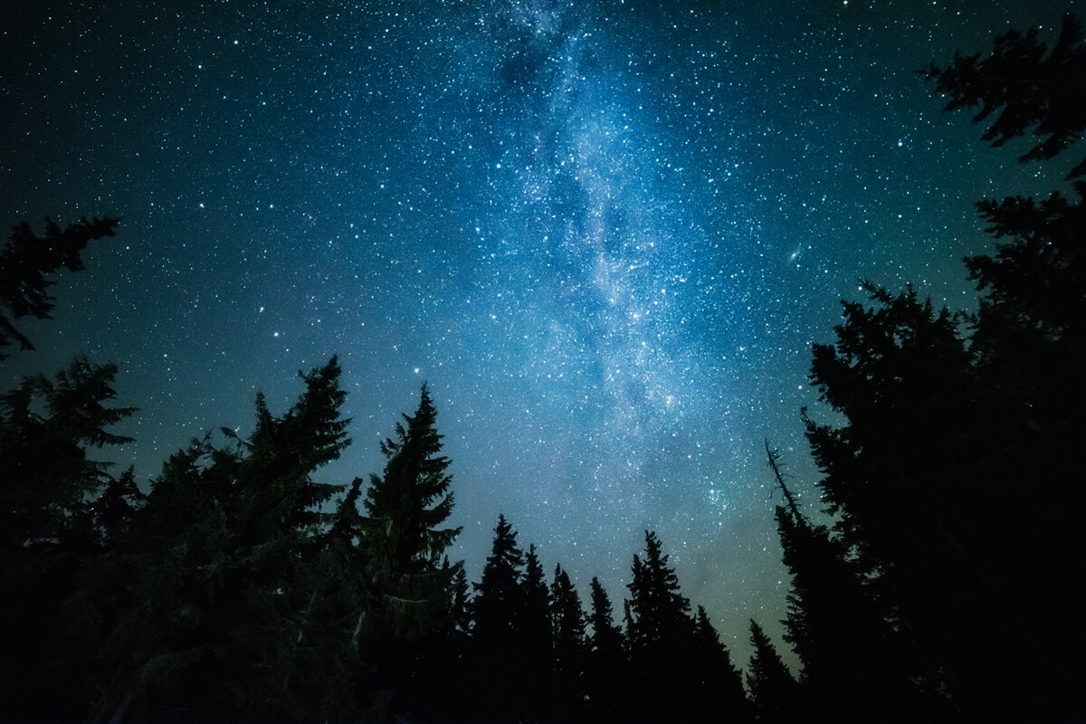 Fotobehang Een pad tussen de sterren in een donker bos