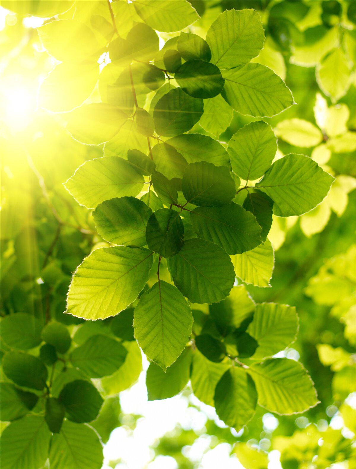 Fotobehang het ochtendlicht van de zon begroet de groene bladeren
