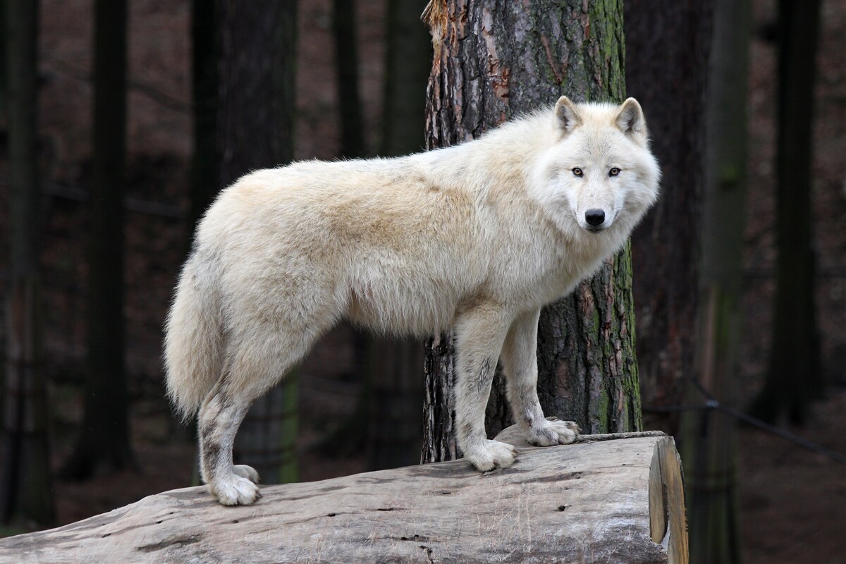 Fotobehang grijze wolf op een houten boomstam