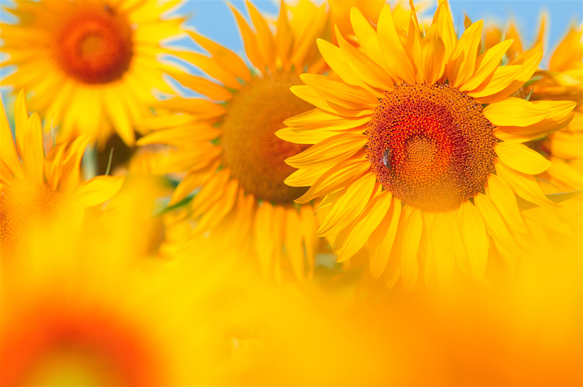 Fotobehang zonnebloemen onder de zon