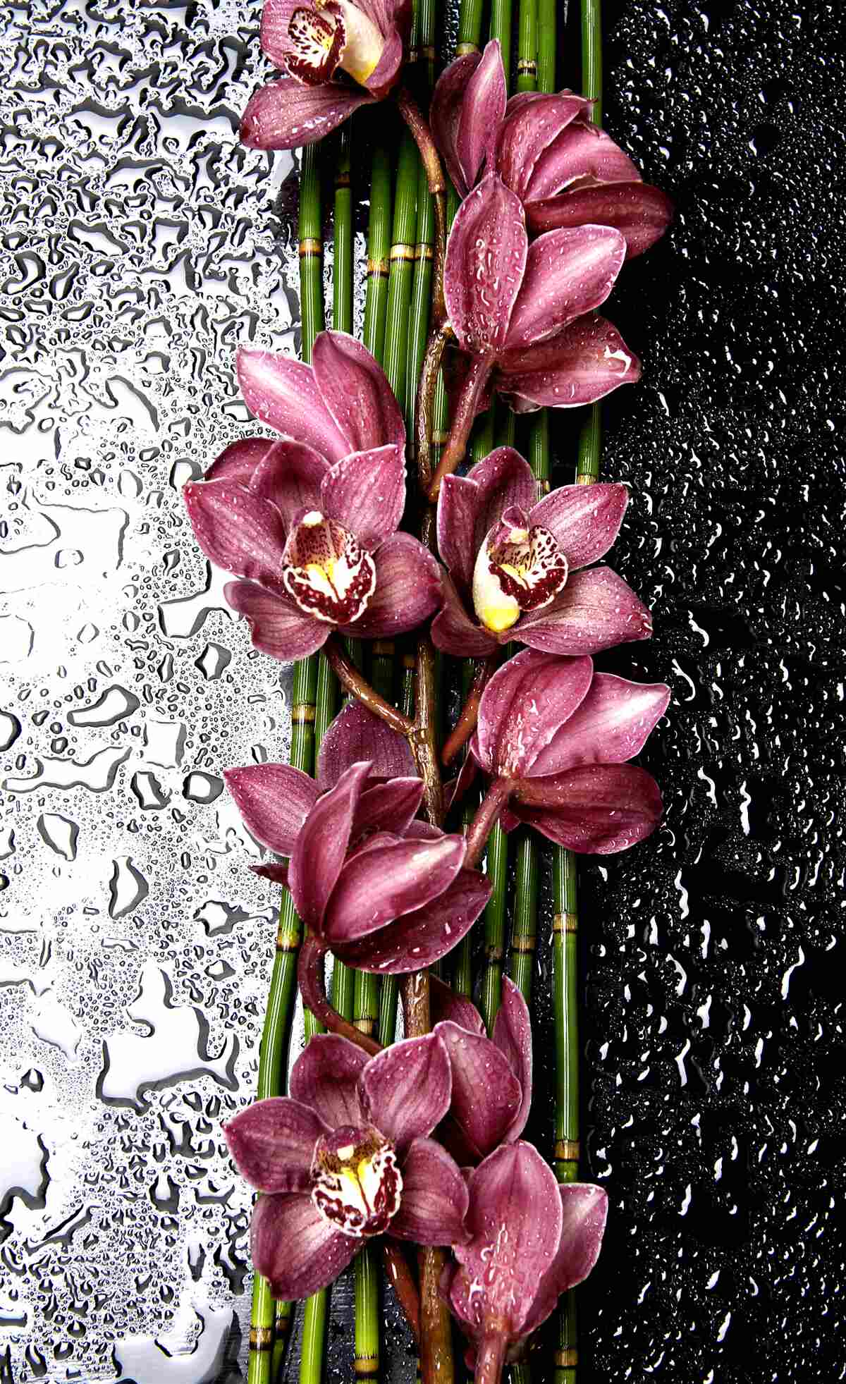 Fotobehang de natte vloer is versierd met takken delicate bloemen